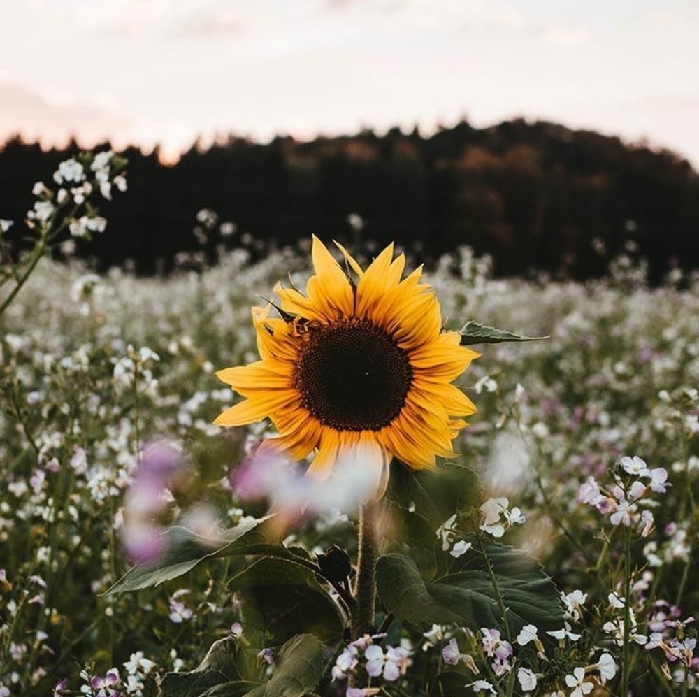 Meet your Posher, Zaeli